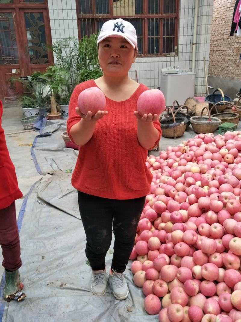 陕西红富士，