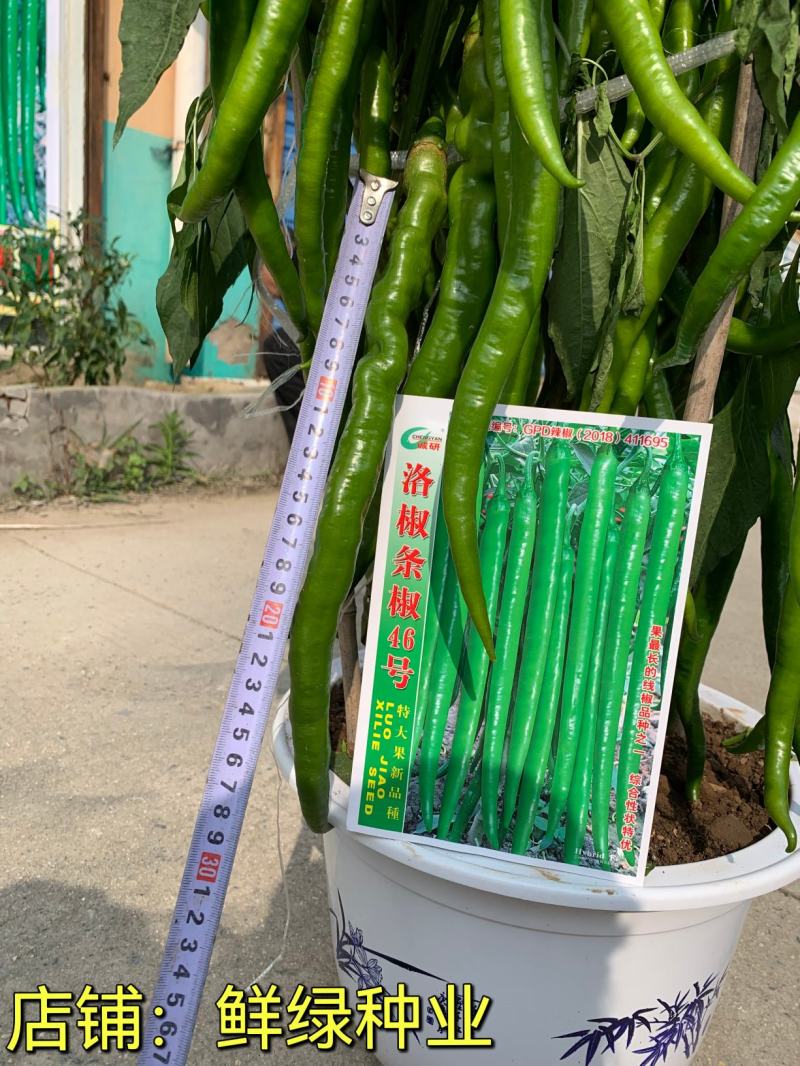 洛椒条椒90号墨绿色线椒新品果色深绿又长又直抗病丰产
