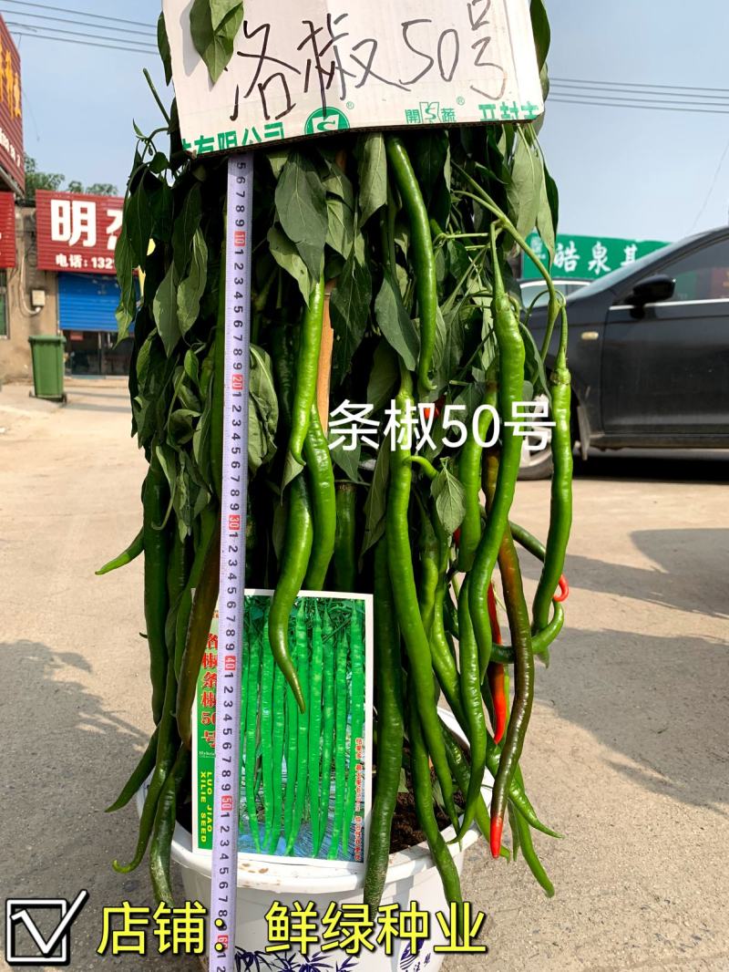 洛椒条椒90号墨绿色线椒新品果色深绿又长又直抗病丰产