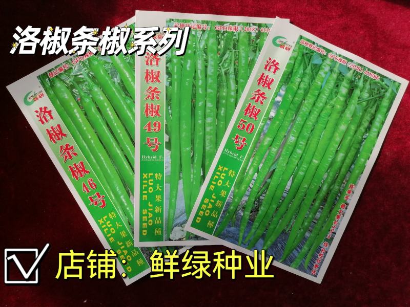 洛椒条椒90号墨绿色线椒新品果色深绿又长又直抗病丰产