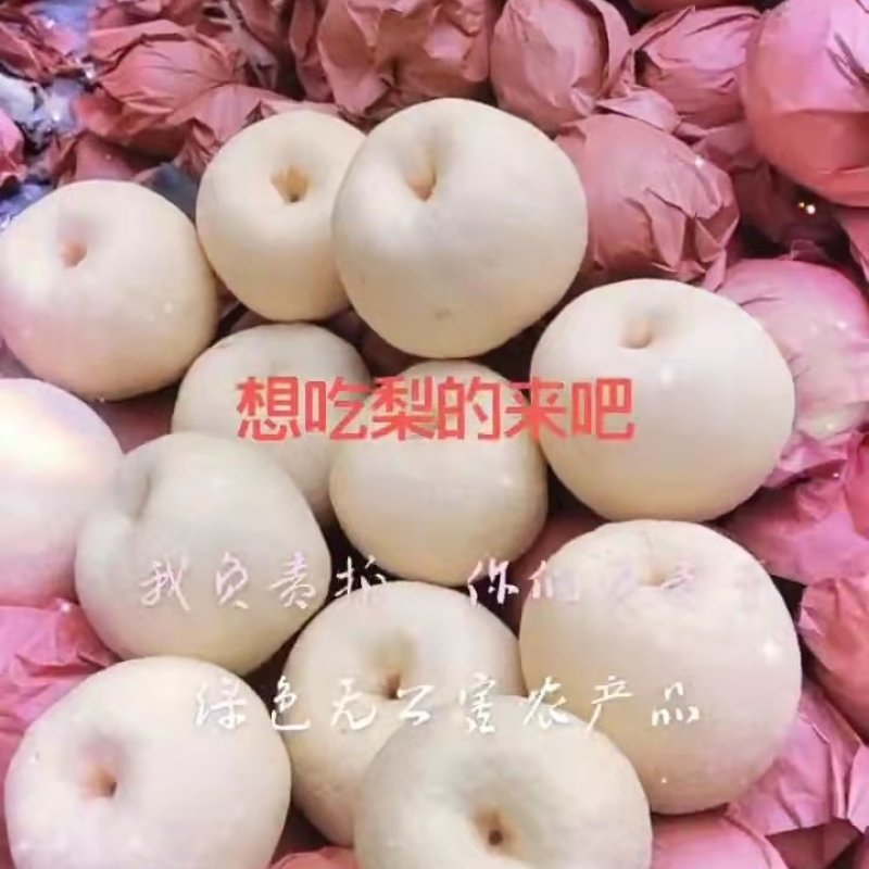 酥梨