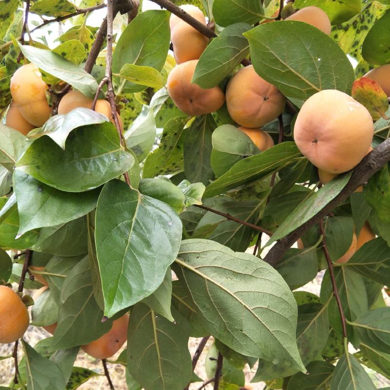 脆甜柿子《杨枫》