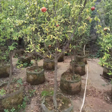 五分石榴树树形好已挂果袋装苗