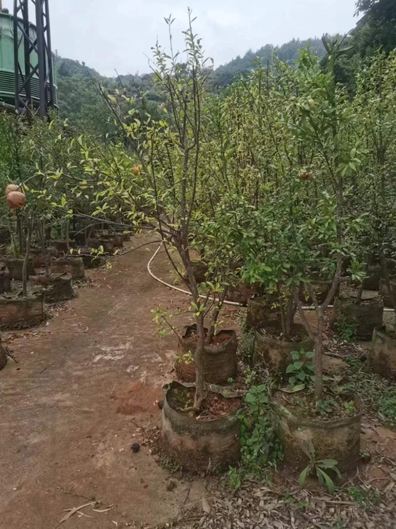 五分石榴树树形好已挂果袋装苗