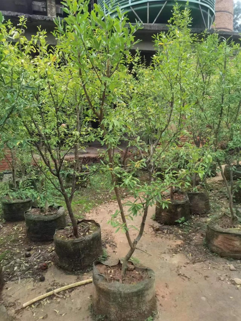 五分石榴树树形好已挂果袋装苗