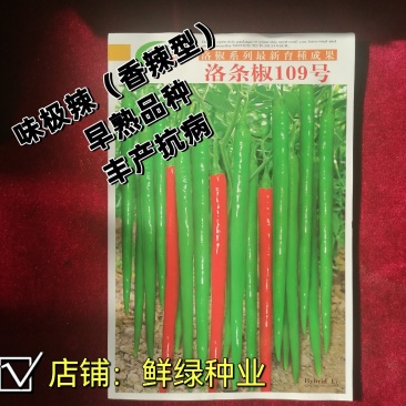 洛椒条椒109号辣味浓郁线椒新品光滑顺直丰产抗病综合性优