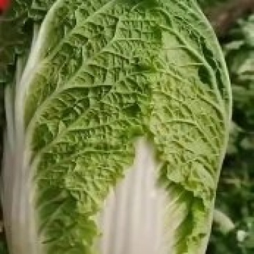 大白菜，黄心，个头均匀，无黑点，无虫眼，毛菜，净菜都有
