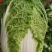 大白菜，黄心，个头均匀，无黑点，无虫眼，毛菜，净菜都有