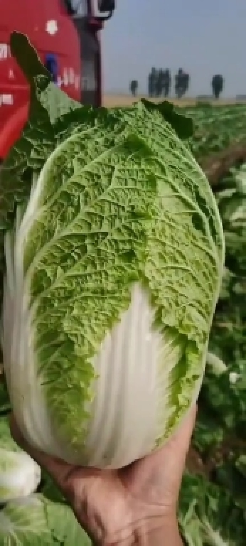 大白菜，黄心，个头均匀，无黑点，无虫眼，毛菜，净菜都有