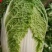 大白菜，黄心，个头均匀，无黑点，无虫眼，毛菜，净菜都有