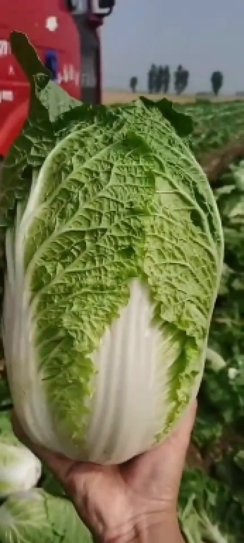 大白菜，黄心，个头均匀，无黑点，无虫眼，毛菜，净菜都有