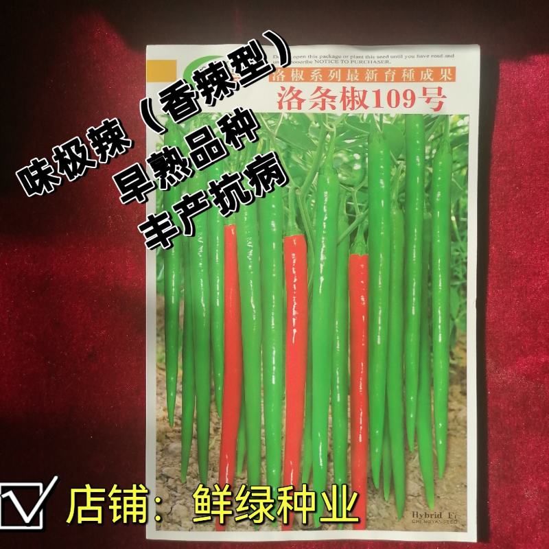 洛椒条椒109号辣味浓郁线椒新品光滑顺直丰产抗病综合性优