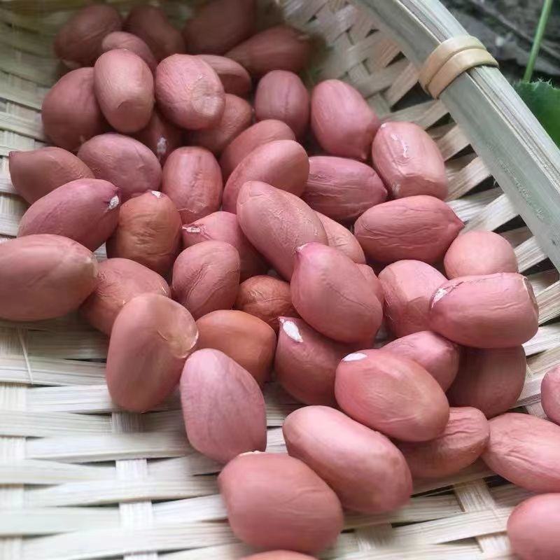 2022年新货白沙花生米新粉红皮花生