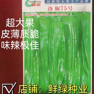 洛椒75号超大果薄皮椒种子皮薄质嫩味辣