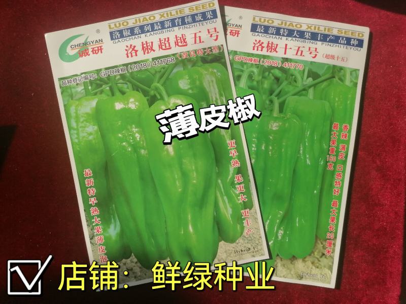 洛椒75号超大果薄皮椒种子皮薄质嫩味辣