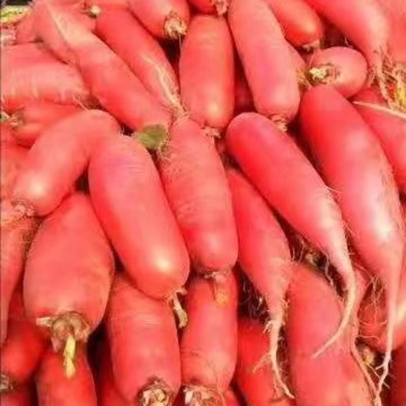 【推荐】山东萝卜滕州红皮萝卜产地直供品质保证欢迎采购