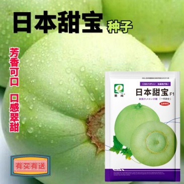 日本甜宝甜瓜种子早熟薄皮绿色成熟时转黄营养丰富口
