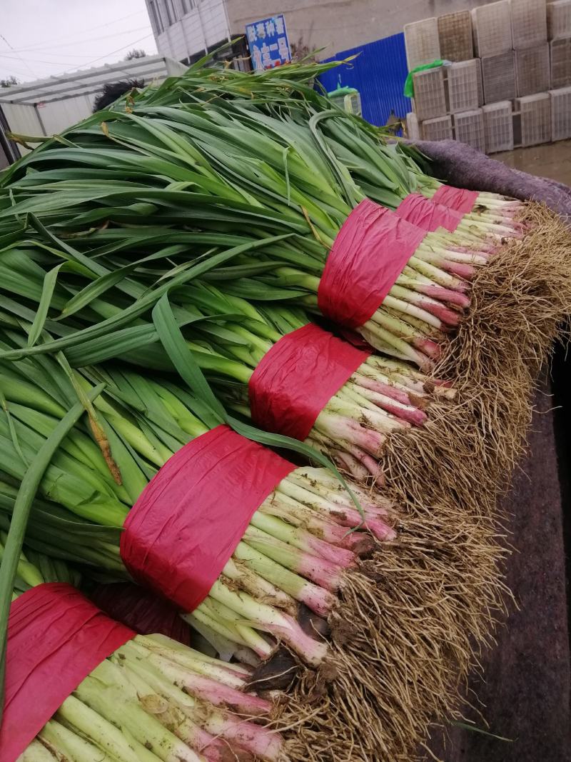 红根蒜苗，种植面积大，质量好，红根，叶青，无黄尖烂叶，质