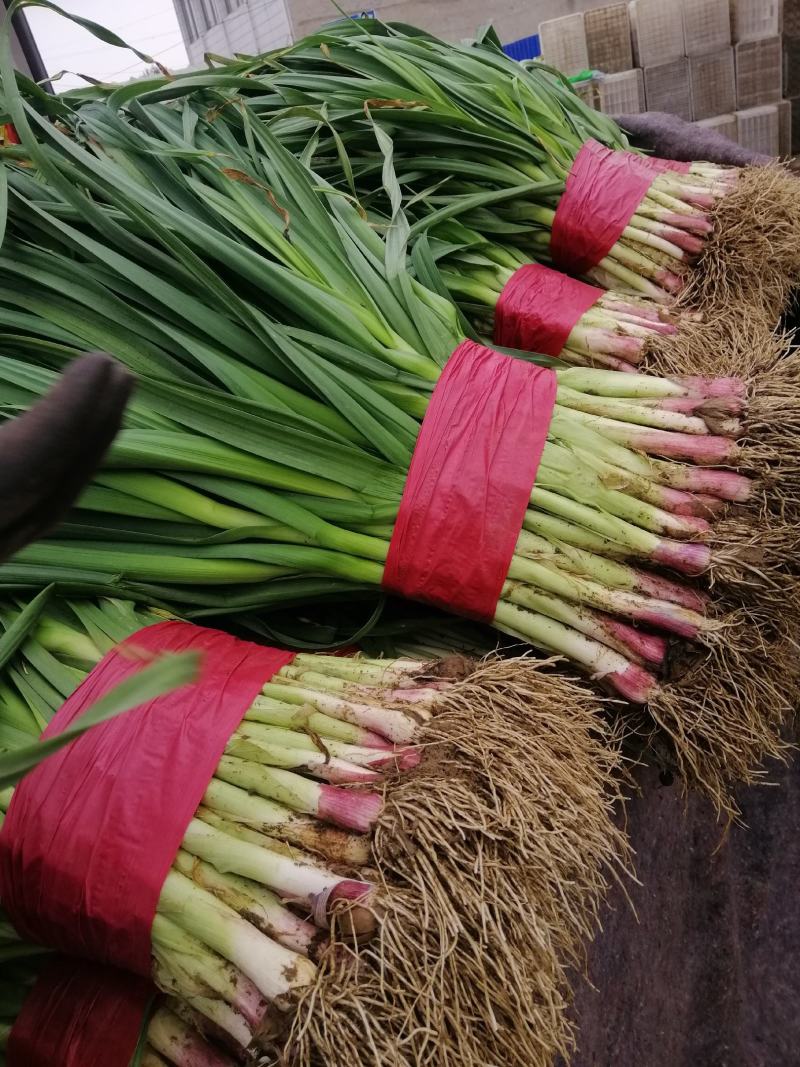 红根蒜苗，种植面积大，质量好，红根，叶青，无黄尖烂叶，质