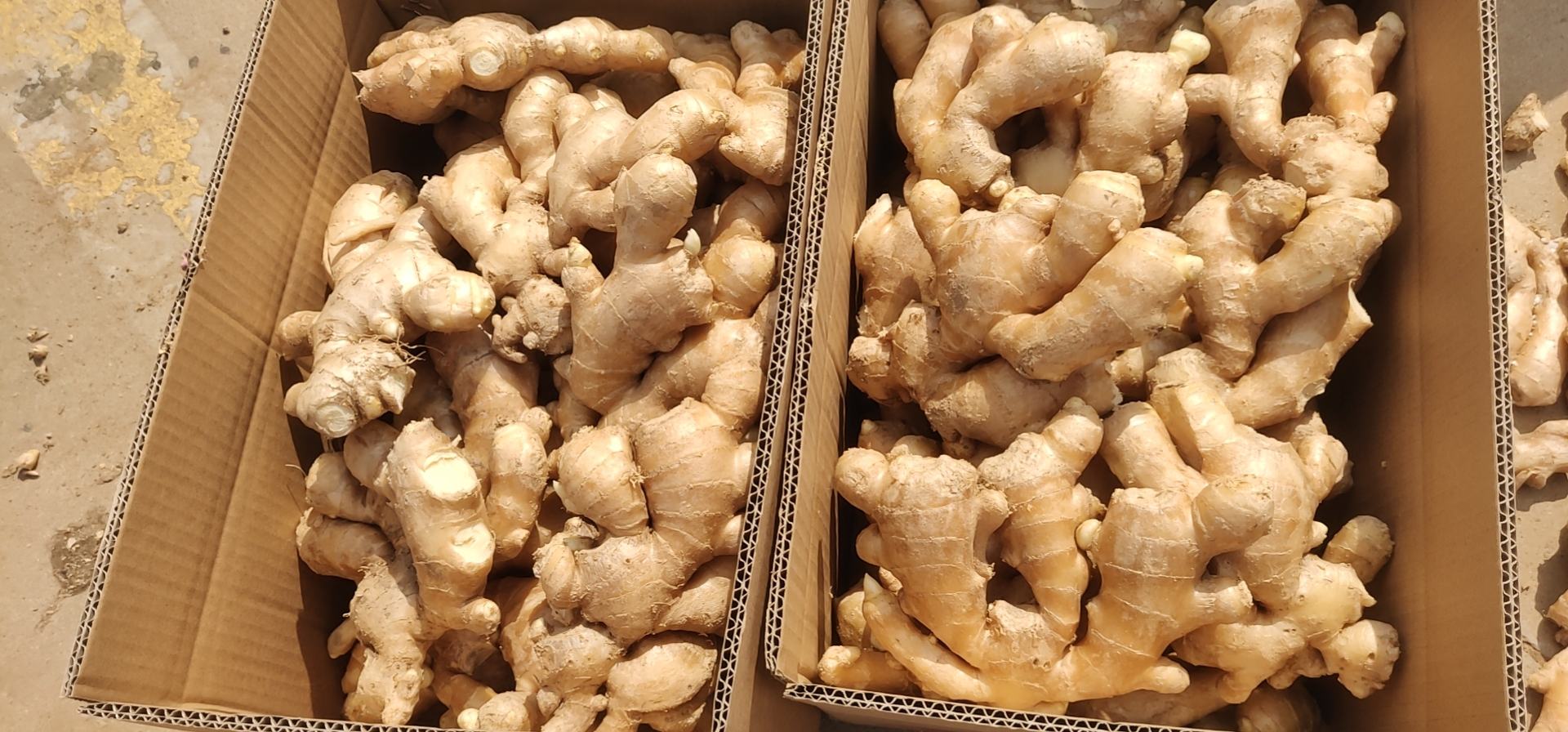 鱼腥草根实物图