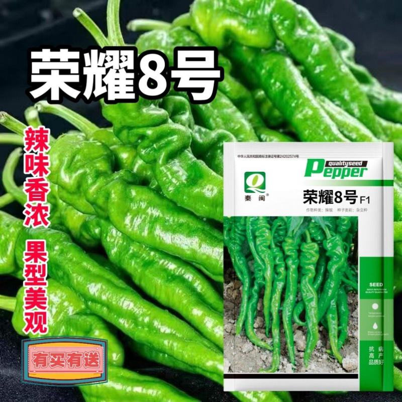 荣耀8号辣椒种子香辣金品螺丝椒种子春秋季四季高产抗病有机