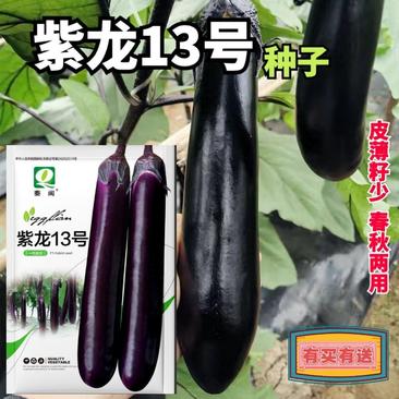 紫龙13长茄种子紫黑茄子种籽阳台四季农家蔬菜烧烤茄种子