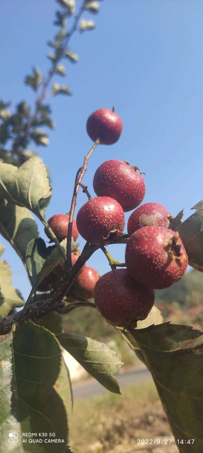 铁山楂下树青龙铁山楂，产区量大