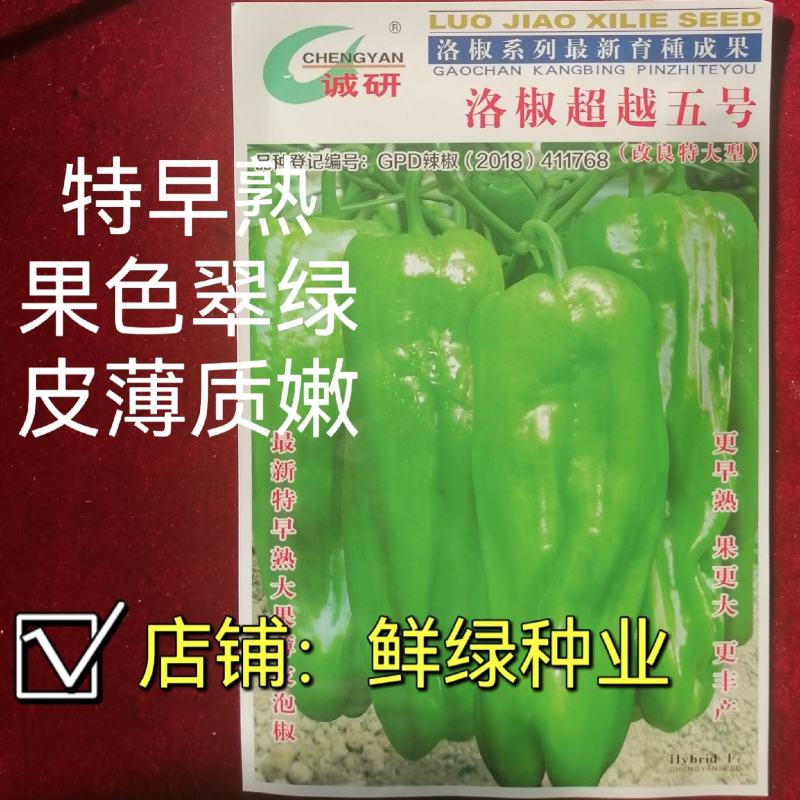 洛椒超越五号大果薄皮椒优于苏五商品性佳早熟品种可提前上市