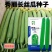 秀丽长丝瓜种子高产杂交新品种丝瓜早熟南方香丝瓜种蔬菜农户