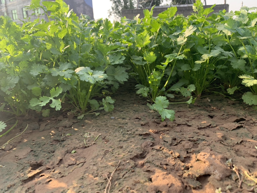 西南地区香菜种植基地