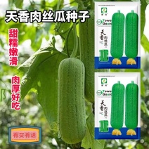 肉丝瓜种子口感清甜爽口果肉白色紧实单瓜约400至600克