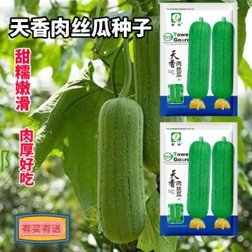 肉丝瓜种子口感清甜爽口果肉白色紧实单瓜约400至600克