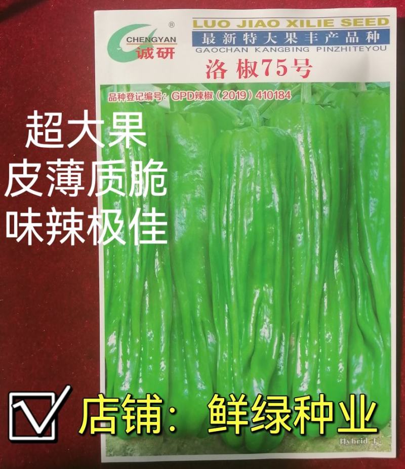洛椒超越五号大果薄皮椒优于苏五商品性佳早熟品种可提前上市