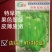 洛椒超越五号大果薄皮椒优于苏五商品性佳早熟品种可提前上市