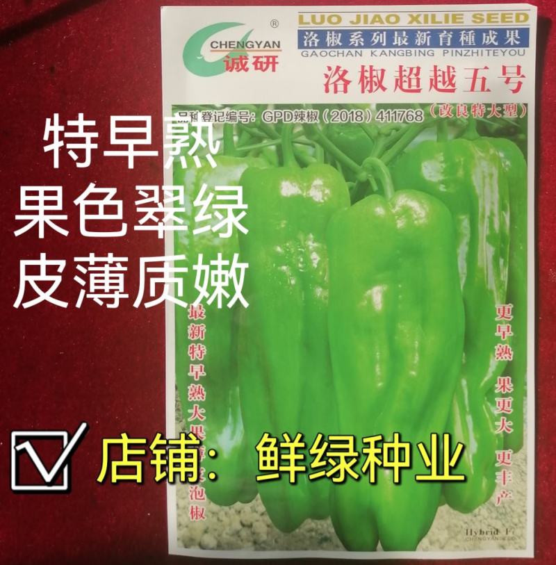 洛椒超越五号大果薄皮椒优于苏五商品性佳早熟品种可提前上市