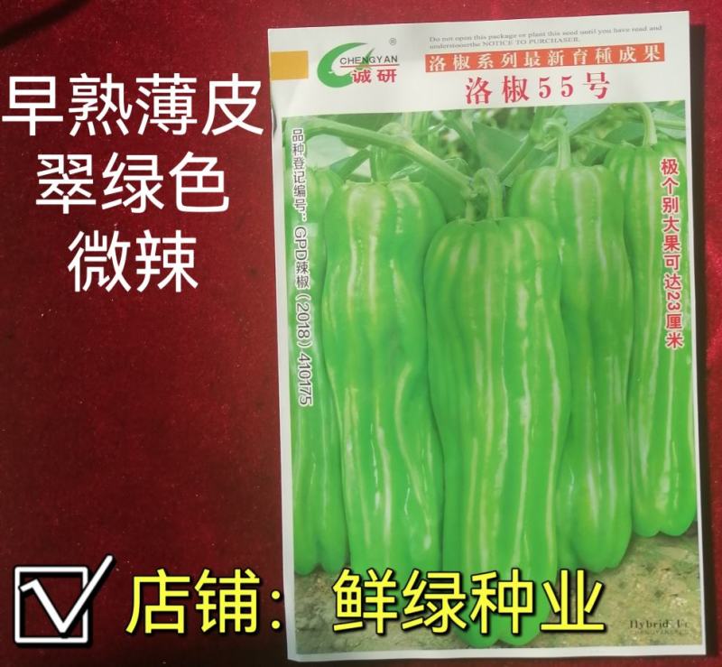 洛椒超越五号大果薄皮椒优于苏五商品性佳早熟品种可提前上市