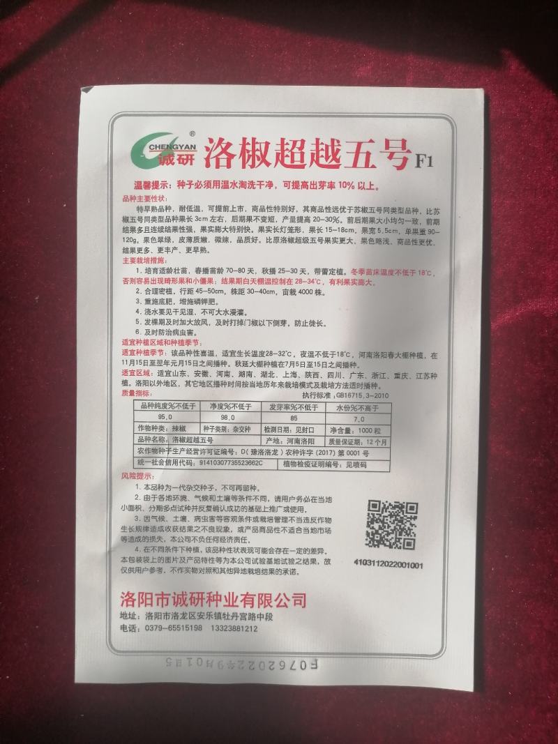 洛椒超越五号大果薄皮椒优于苏五商品性佳早熟品种可提前上市