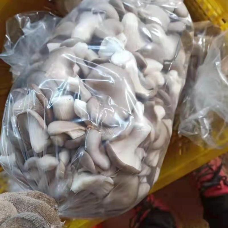 广温品种姬菇大包，又干又白又净保质保量基地直发