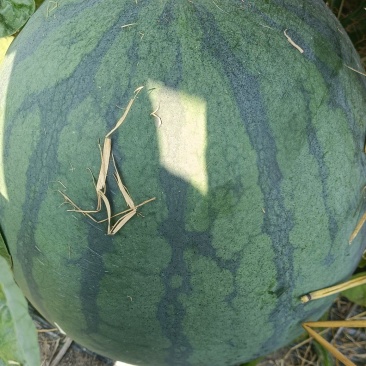 天天有好货无籽西瓜