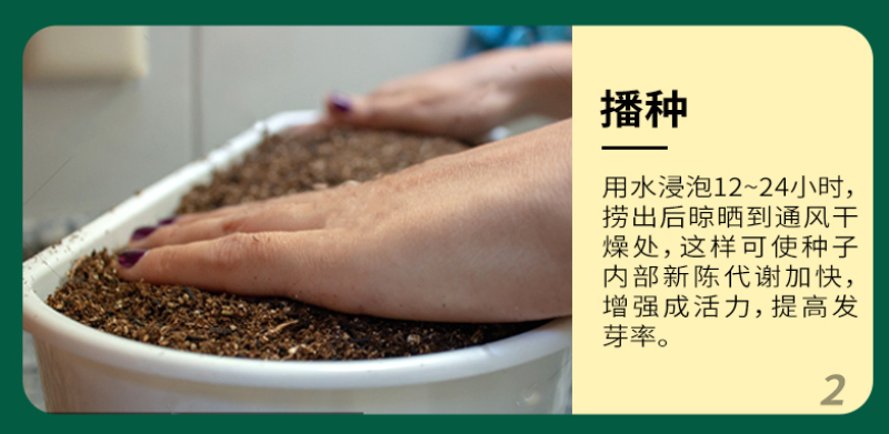 猫薄荷荆芥薄荷种子薄荷种子大叶荆芥薄荷种子发芽快