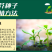 猫薄荷荆芥薄荷种子薄荷种子大叶荆芥薄荷种子发芽快