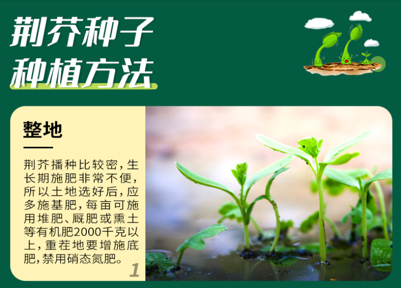 猫薄荷荆芥薄荷种子薄荷种子大叶荆芥薄荷种子发芽快