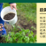 猫薄荷荆芥薄荷种子薄荷种子大叶荆芥薄荷种子发芽快