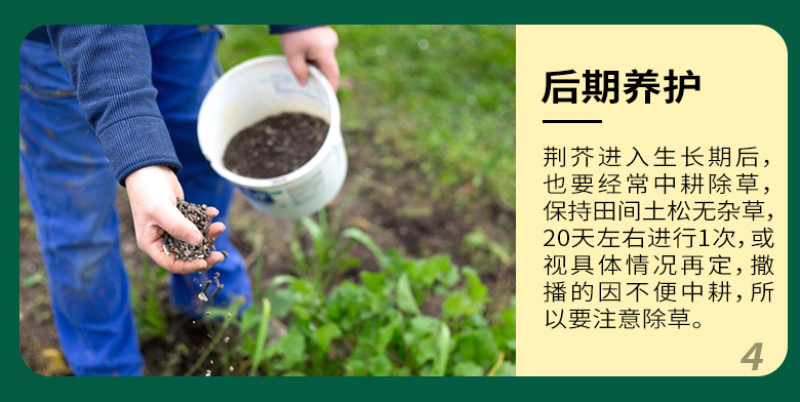猫薄荷荆芥薄荷种子薄荷种子大叶荆芥薄荷种子发芽快