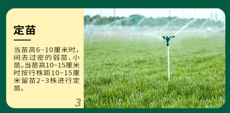 猫薄荷荆芥薄荷种子薄荷种子大叶荆芥薄荷种子发芽快