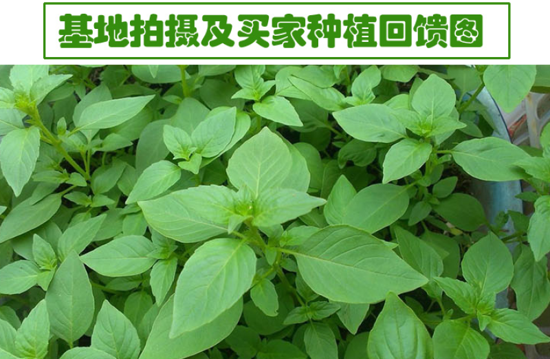 猫薄荷荆芥薄荷种子薄荷种子大叶荆芥薄荷种子发芽快