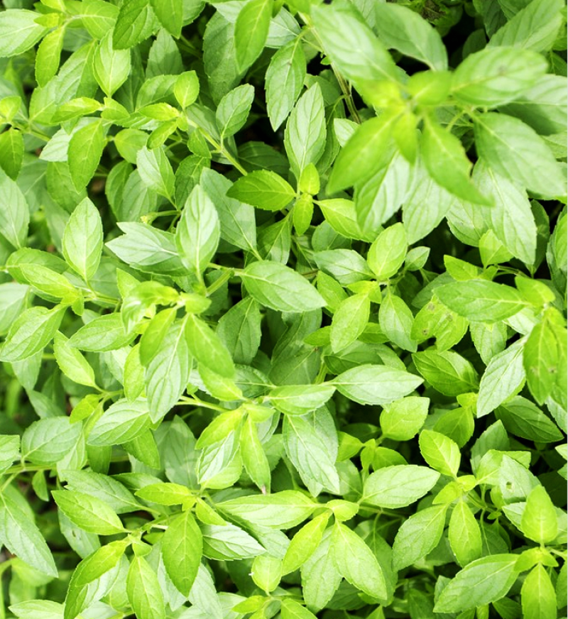 猫薄荷荆芥薄荷种子薄荷种子大叶荆芥薄荷种子发芽快