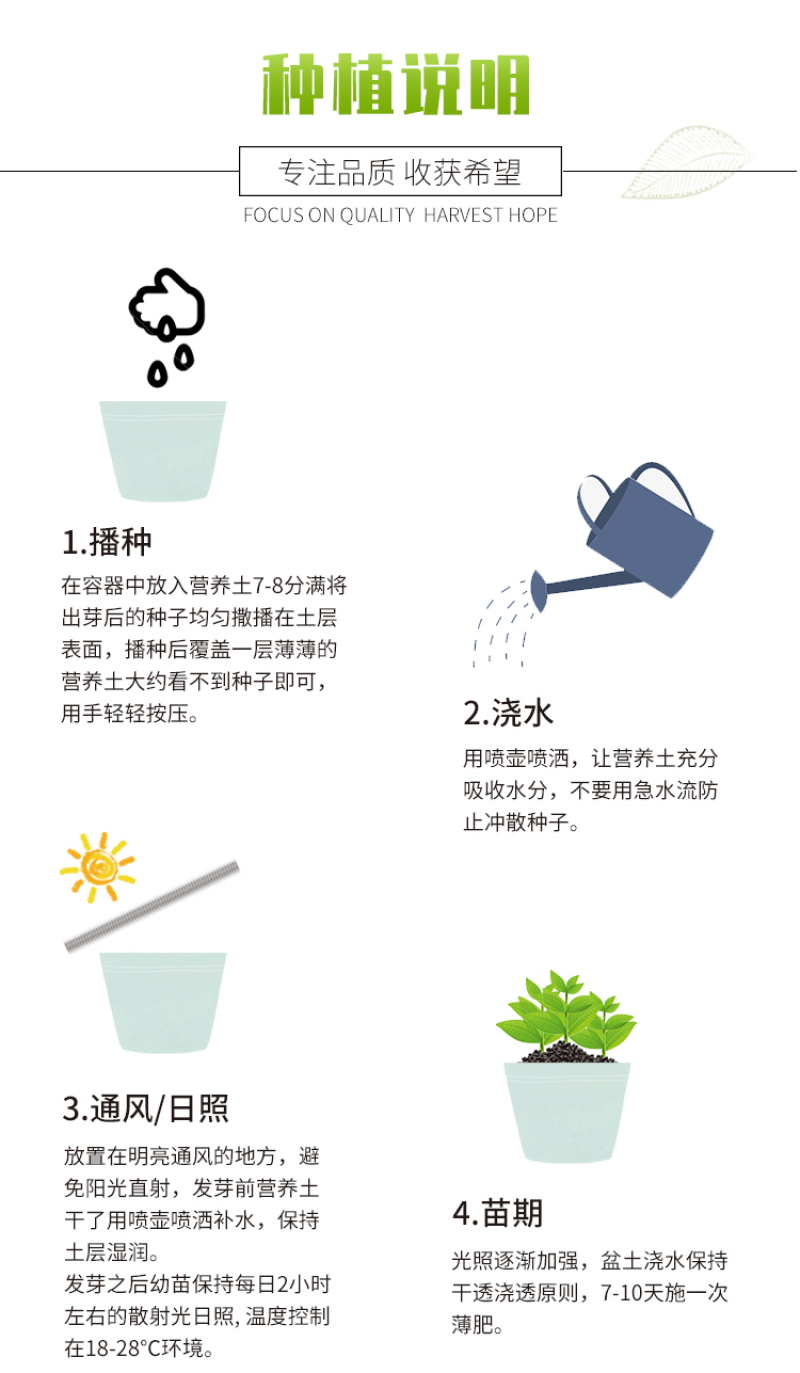 莱雅菊种子耐寒春秋开花荷包鸡蛋花室内盆栽四季易种花卉