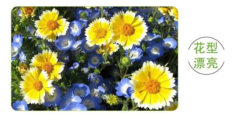 莱雅菊种子耐寒春秋开花荷包鸡蛋花室内盆栽四季易种花卉