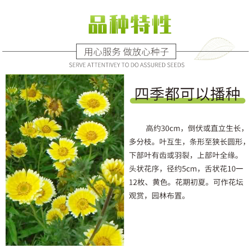 莱雅菊种子耐寒春秋开花荷包鸡蛋花室内盆栽四季易种花卉